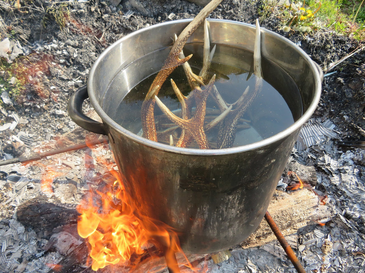 と*か様 鹿の角　6本 鹿の角 11本 （鹿の角を拾う！ | 樺のんBLOG）