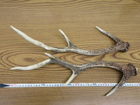 鹿の角②　一対（2本）　約47cm