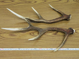鹿の角①　一対（2本）　約45cm