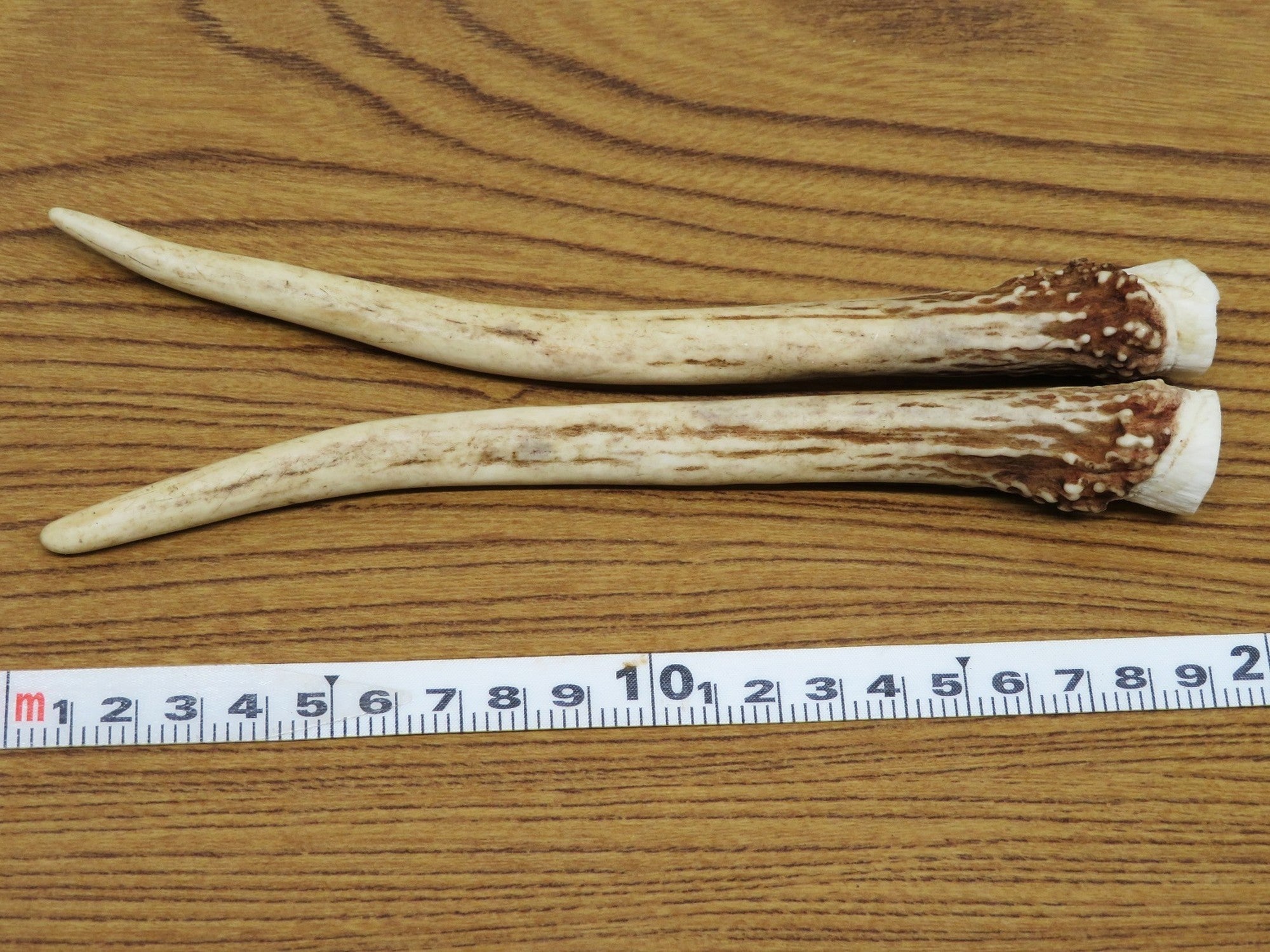鹿の角⑥ 一対（2本） 約18cm – 伊那谷ジビエ
